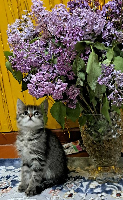 Котёнок Мун ищет семью (мальчик)