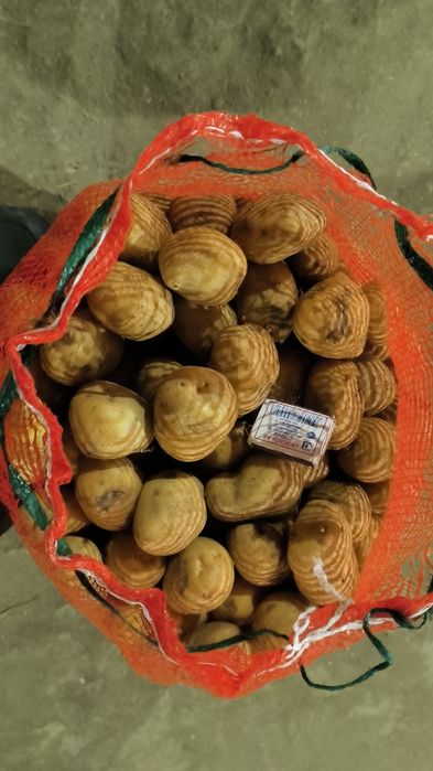 Картофель семена