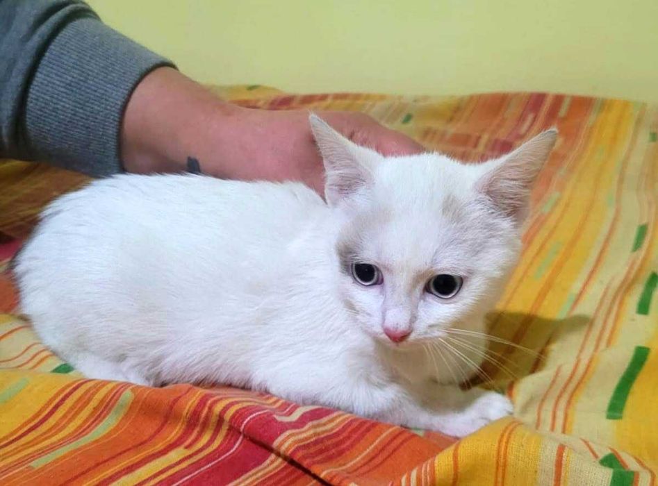 Doua surori spre adoptie