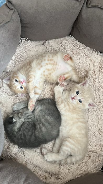 Продам шотладских котят