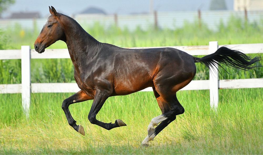 Ахалтекинский жеребец