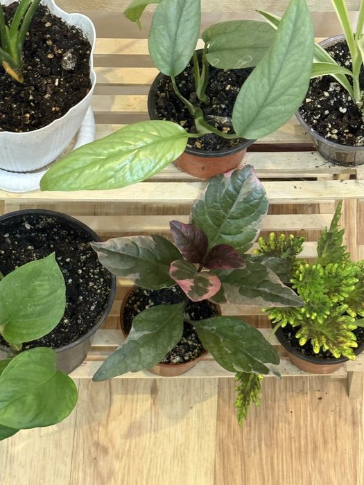 6 отростков за 6500 тенге