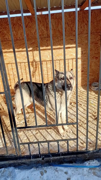 Вязка кобель ВЕО