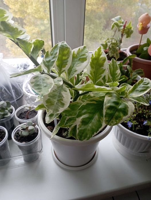 Цветок педилантус