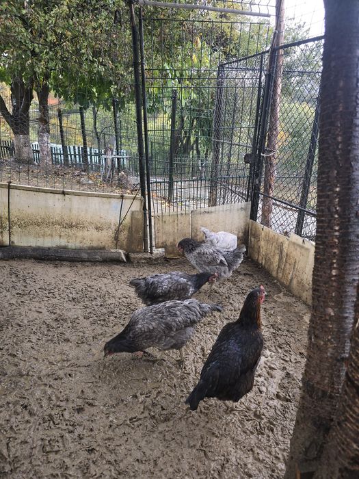 Gaina si cocos motat de vanzare
