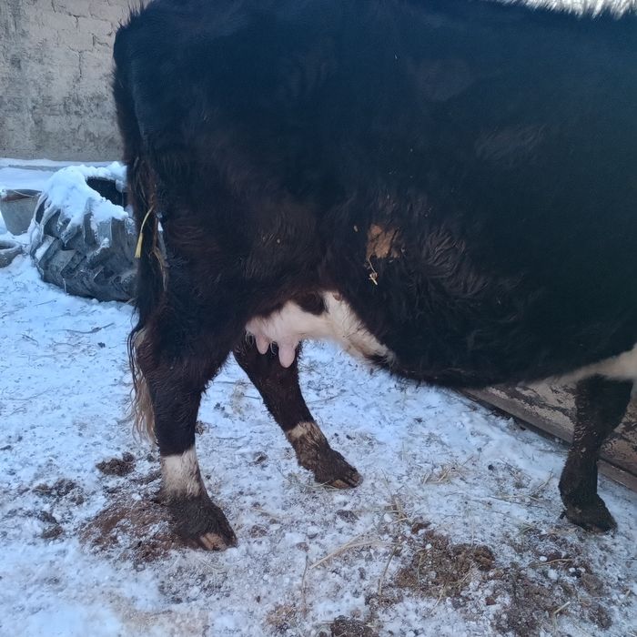 Сауын сиыр сатылады