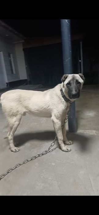 Алабай ит, күшік әле.