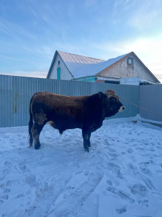 Продаю бычок бык 2.5 года бұқа бука