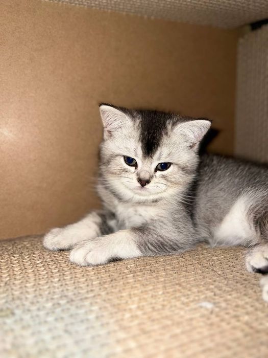 Шикарные котята ищут любящую семью