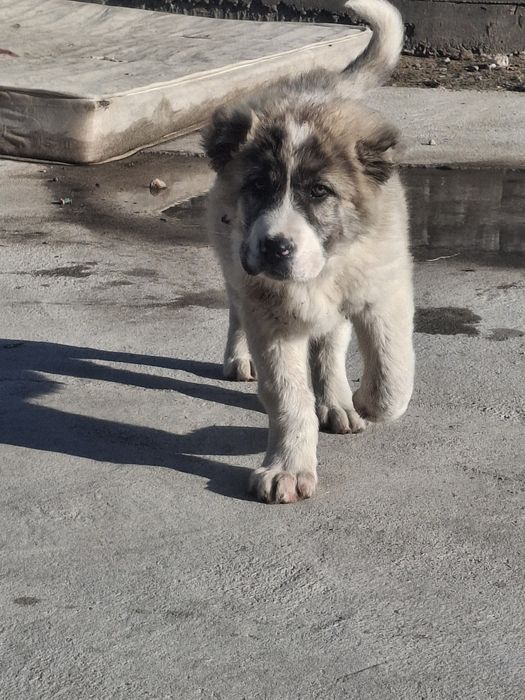 Будуши супер тяж