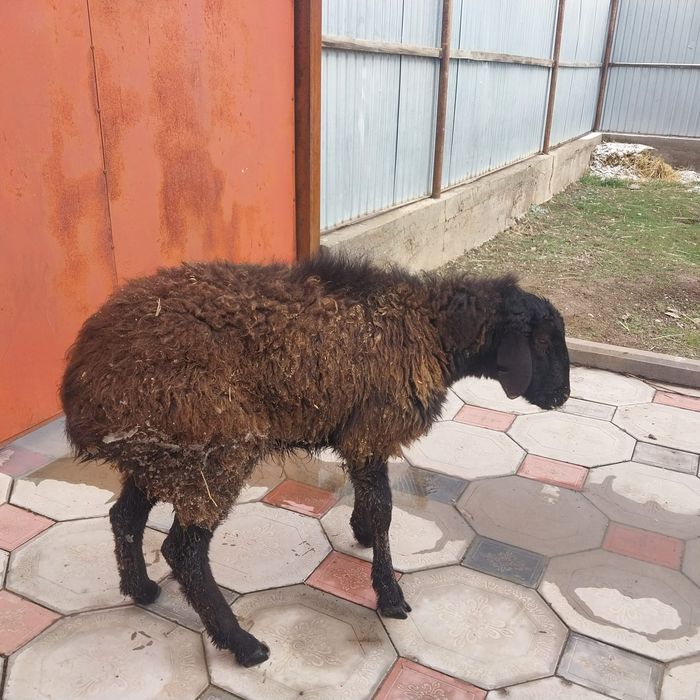 Тоқты   сатылады.