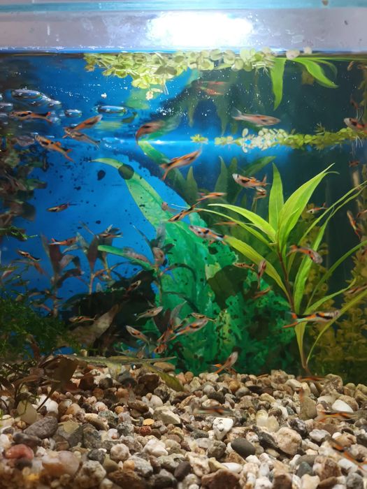 За гр.Пловдив 0,50ev.