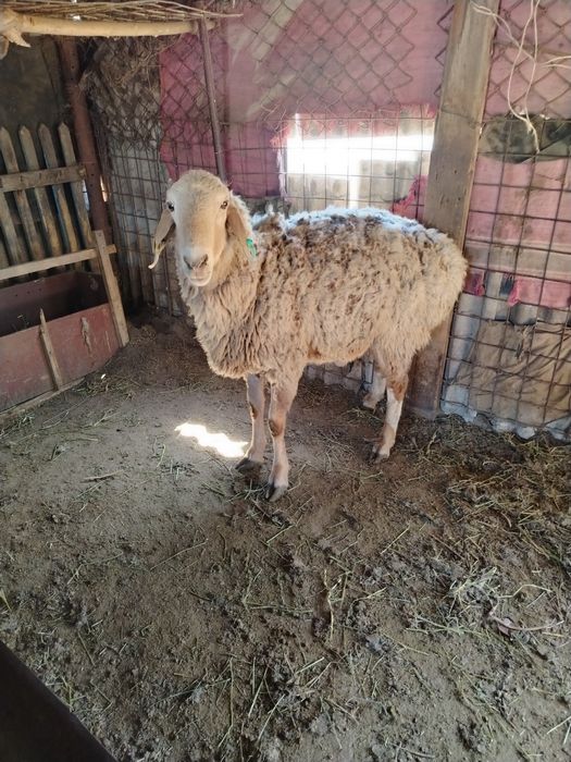 Продам кошкар барана