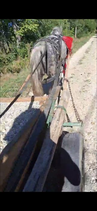 Cal de vânzare castrat șase ani