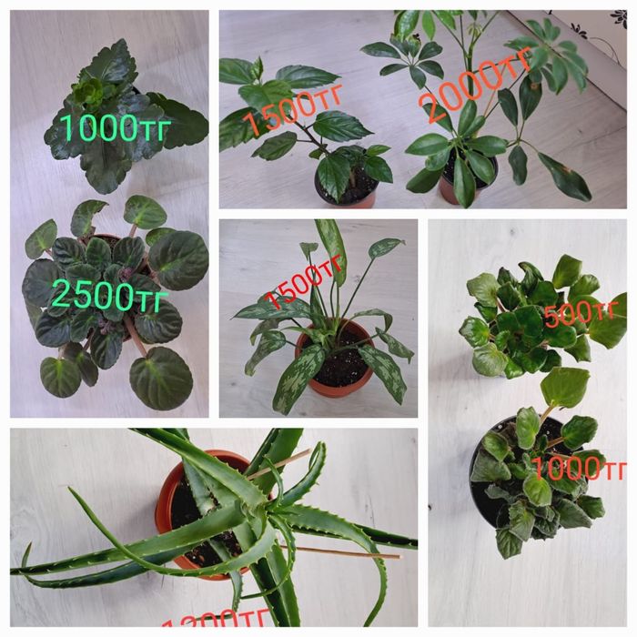 Комнатные растения