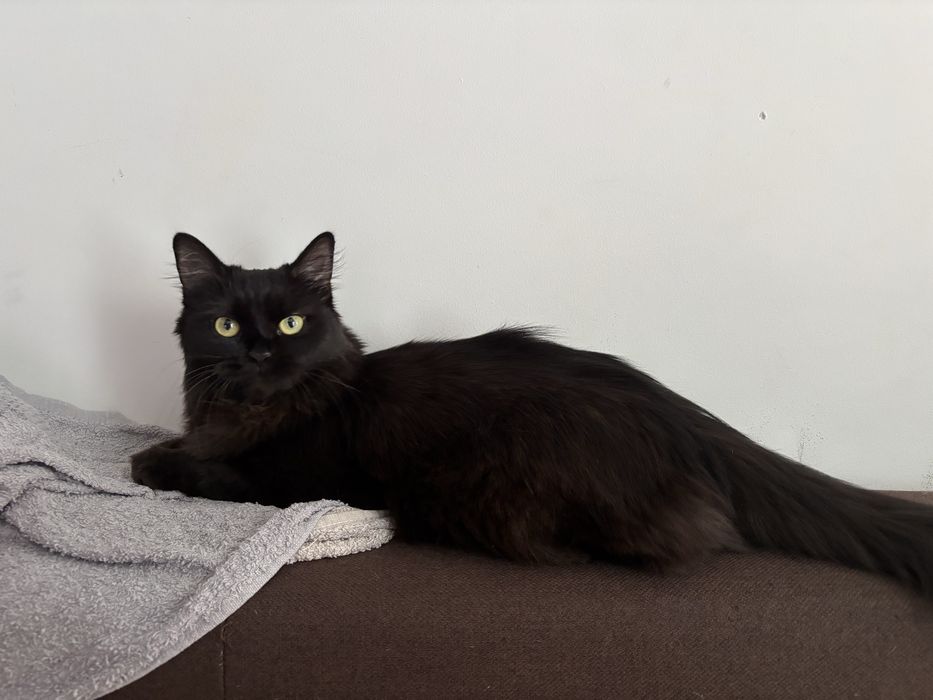 Pet sitting la domiciliul tău - Oradea