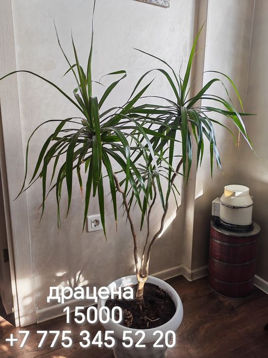 Комнатные цветы и отростки