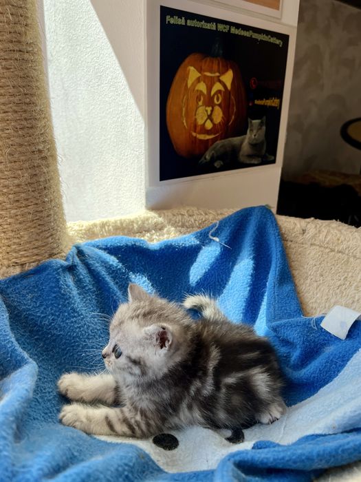 British shorthair black tabby