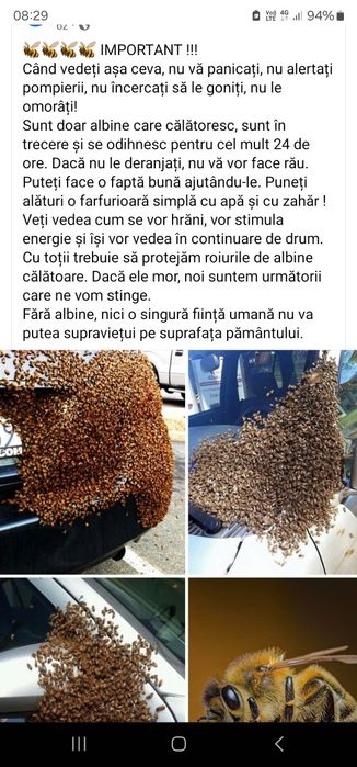 Capturez roiuri de albine