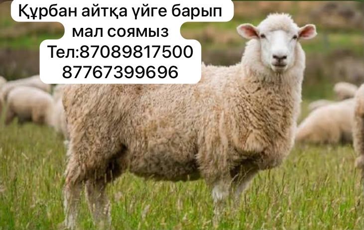 Құрбан айтқа қой,ешкі соямыз үйге барып бағасы 6 мың тг тез әрі жылдам