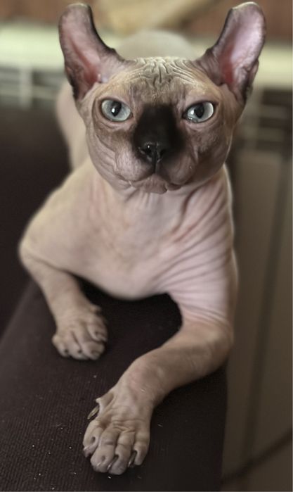 Вязка сфинкс эльф