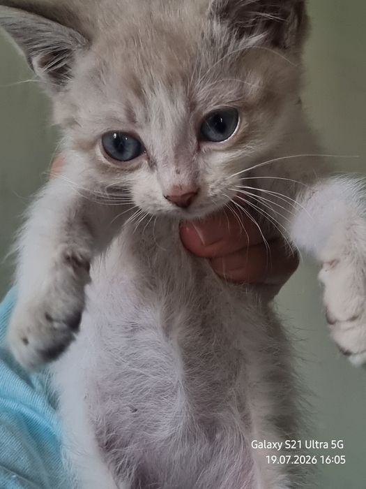 Ищем  котятам дом