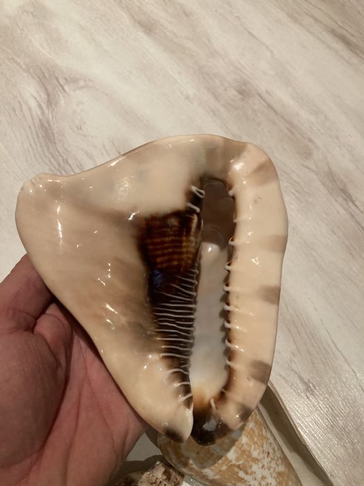 Сет Раковини от Карибите.