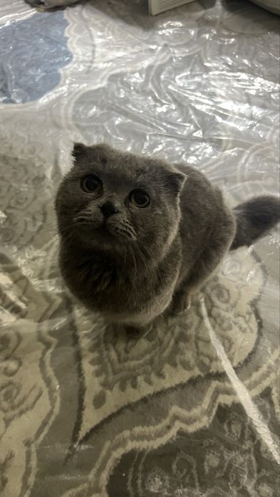 Шотландский вислоухий кот продается