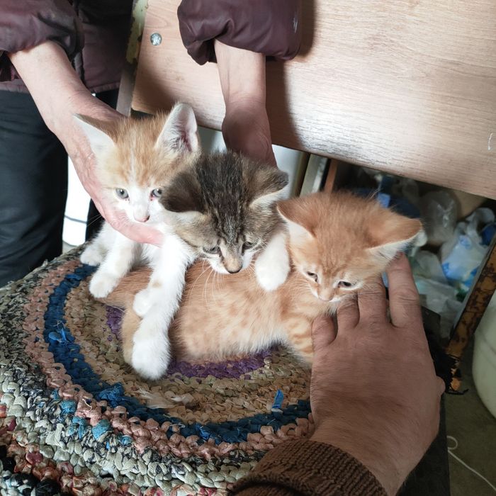 Отдам котят . Месяц уже им есть