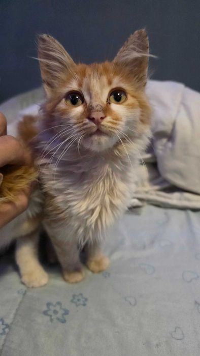 Подарявам две котета