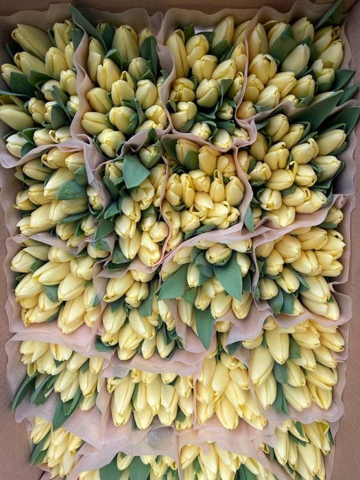 Премиальные тюльпаны по оптовым ценам