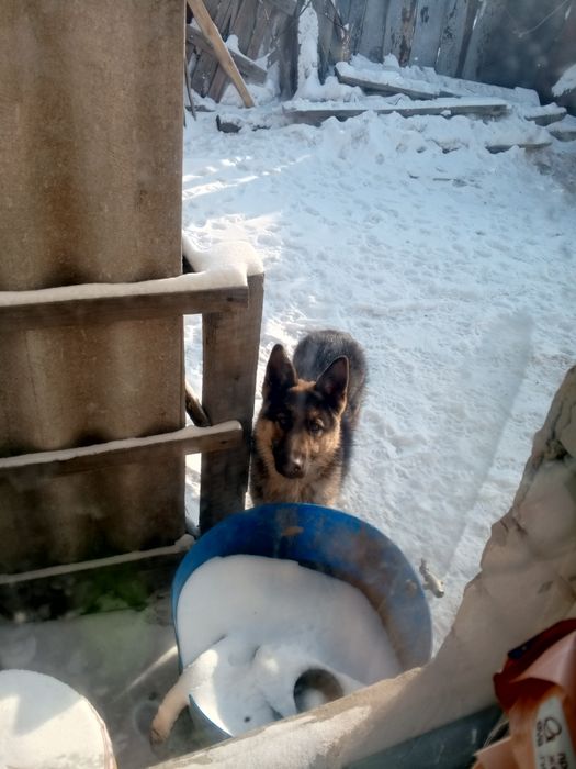 пропала Собака !