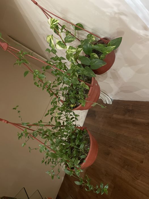 Ростения для сада и дома