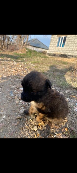 Отдам щенят в хорошие руки