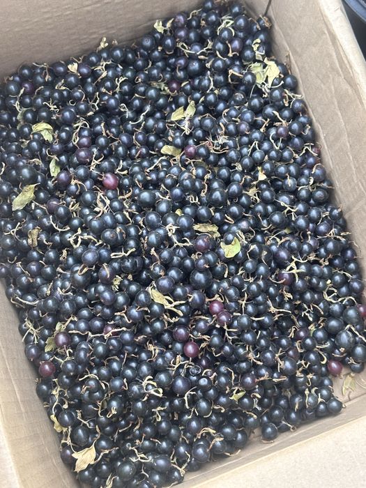 Облепиха | Симародина