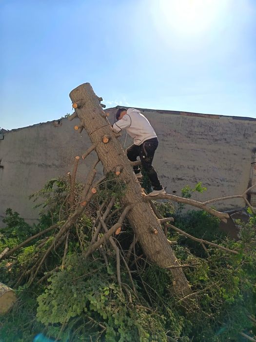Taiere/toaletare copaci cu alpinisti program 24/7