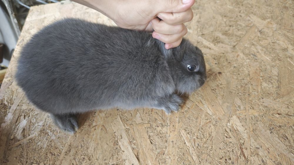 Iepuri pitici /rasa mica
