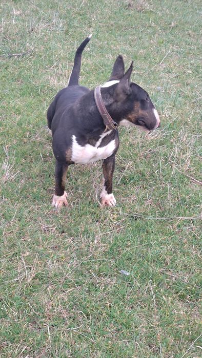 Продавам бултериер