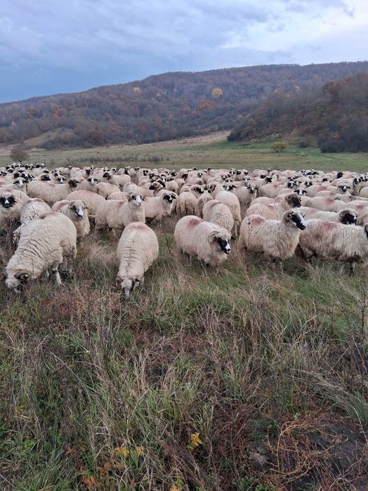 Vand 150 oi turcana breaza ,din efectiv de 250 de buc.