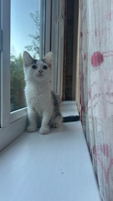 Котята домашние , приучены к лотку