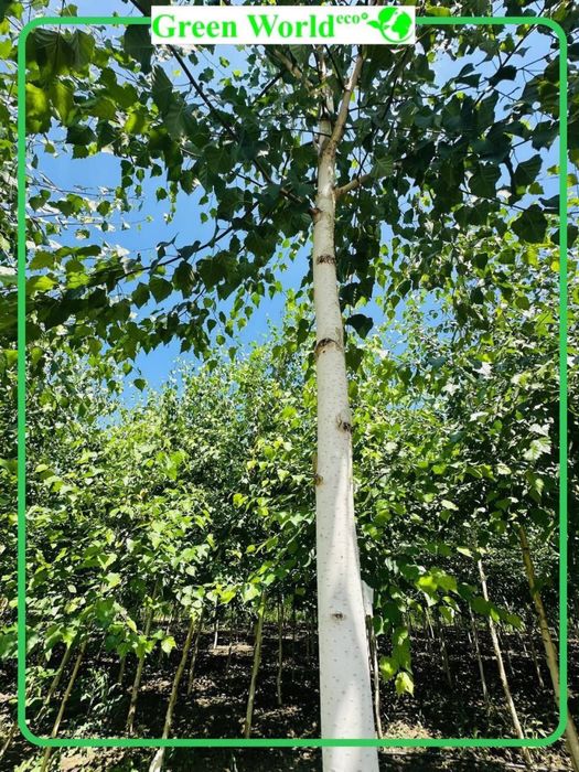 Tabiatning nafis mo’jizasi- Beryoza!