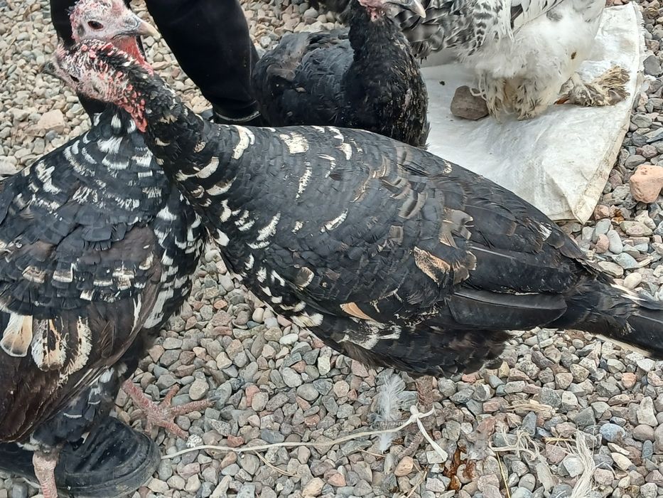 Курка, Индюк- Хаммаси 750 000 минг ками бор, 3 та, 2та котта, 1 та орт