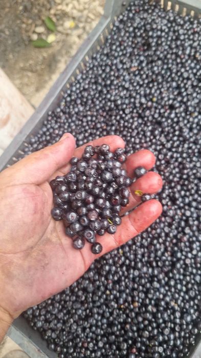 Afine de pădure bio