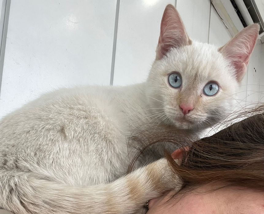 Котенок в хорошие руки