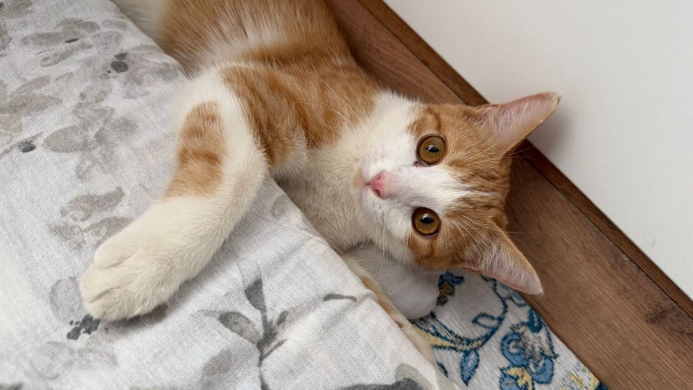 Продам кота хорошая