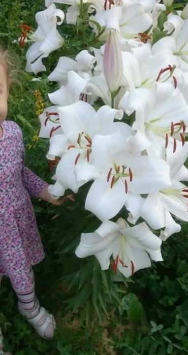 Луковицы лилий!