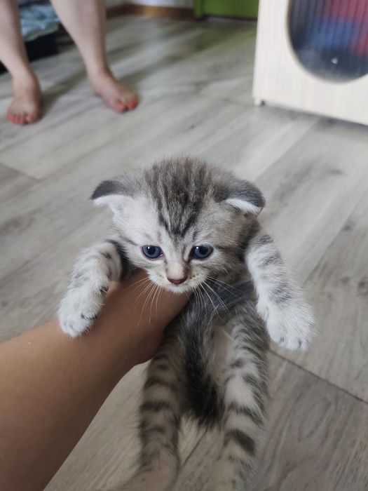 Продам котят, две девочки и два мальчика