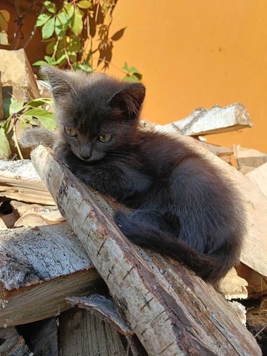 Котята, котенок, кошечка