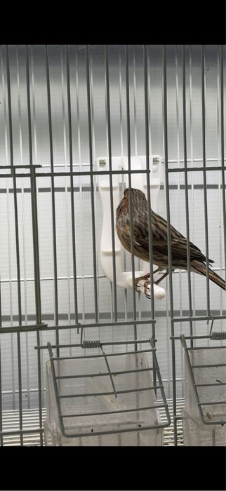 канарейка самец кенар