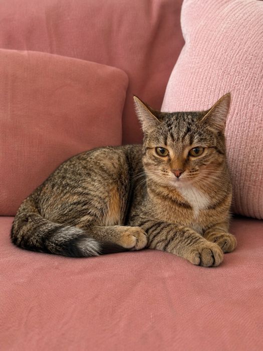 Кошечка АСЯ ищет семью